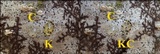 Arthonia ilicina image