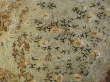 Phaeographis dendritica image