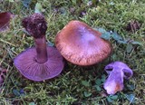 Cortinarius purpurascens image