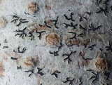 Phaeographis dendritica image
