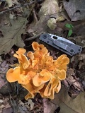 Craterellus odoratus image