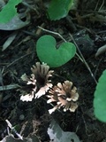 Thelephora multipartita image