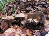 Cortinarius luhmannii image