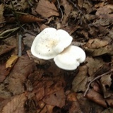 Clitopilus prunulus image