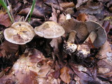 Cortinarius luhmannii image