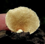 Crepidotus mollis image