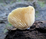 Crepidotus mollis image