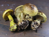 Cortinarius citrinus image