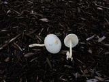 Leucocoprinus cepistipes image