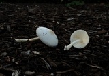 Leucocoprinus cepistipes image