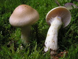Cortinarius cephalixus image