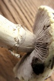 Stropharia coronilla image
