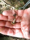 Asterophora lycoperdoides image