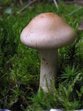 Cortinarius cephalixus image