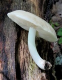 Pluteus petasatus image