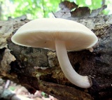 Pluteus petasatus image