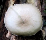 Pluteus petasatus image