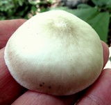 Pluteus petasatus image
