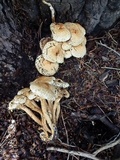 Pholiota squarrosa image
