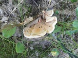 Hydnellum aurantiacum image