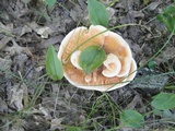 Hydnellum aurantiacum image