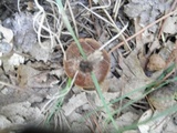 Coltricia cinnamomea image