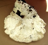 Tyromyces chioneus image