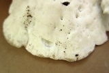 Tyromyces chioneus image