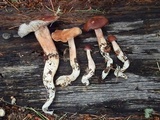 Rhodocollybia butyracea image