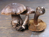 Cortinarius chevassutii image