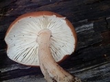 Rhodocollybia butyracea image