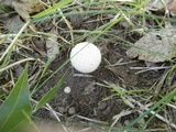Lycoperdon echinatum image