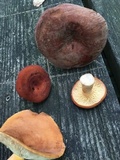 Lactarius volemus image