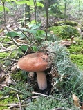 Lactarius corrugis image