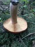 Lactarius corrugis image