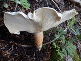 Leucopaxillus giganteus image