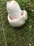 Russula parvovirescens image