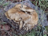Hypholoma capnoides image