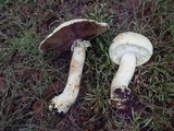 Agaricus didymus image