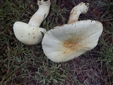 Agaricus didymus image