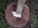 Agaricus didymus image