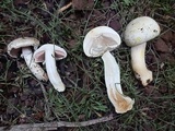 Agaricus didymus image