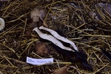 Polyporus tuberaster image
