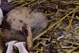 Polyporus tuberaster image