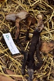 Polyporus tuberaster image
