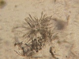 Nectria coccinea image