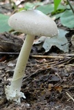 Amanita sect. Vaginatae image