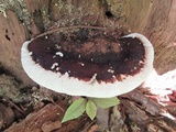 Ganoderma lobatum image