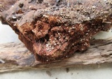 Ganoderma lobatum image