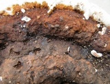 Ganoderma lobatum image